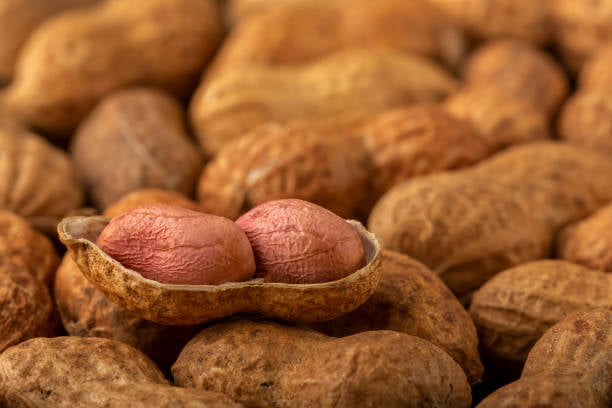 قیمت خرید بادام زمینی تازه + فروش ویژه